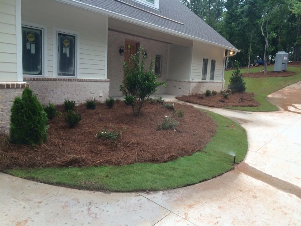 newly installed landscape with pinestraw and irrigation sprinkler system crape myrtle